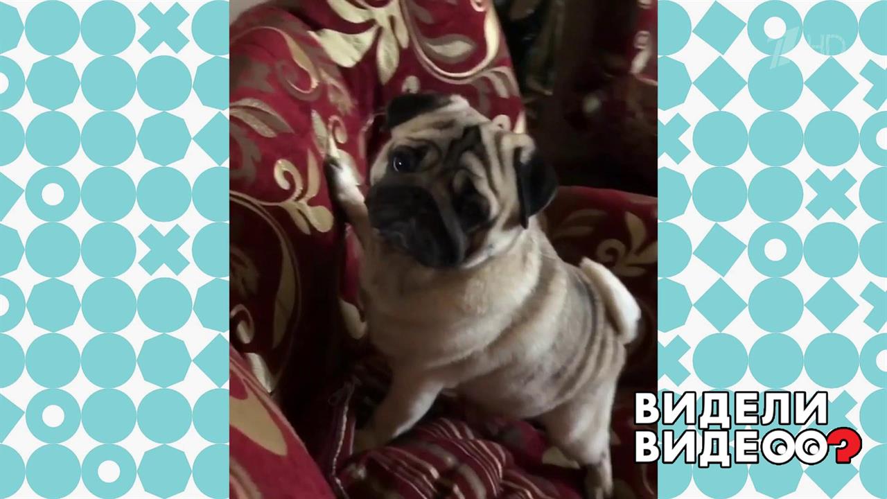 Обожающий хозяйку мопс. Видели видео? Фрагмент выпуска от 08.01.2020