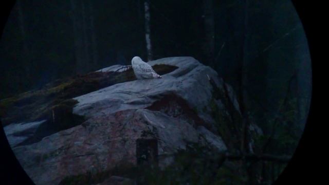 Fjälluggla, (Bubo scandiacus), Snowy owl смотреть онлайн