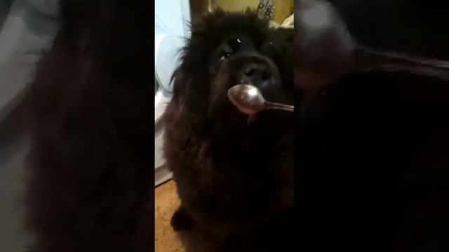 Щенки чау-чау питомник Гамми Эксклюзив gammy.ru смотреть онлайн