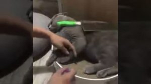 Что делать если кошка вас не слушается