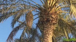 Катар. Доха. Финики. Обзор. Qatar. Doha. where and how dates grow