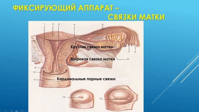 Топографическая анатомия матки презентация