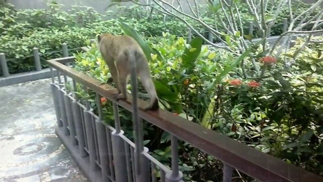 Ао Наег , Краби . Таиланд. смотреть онлайн