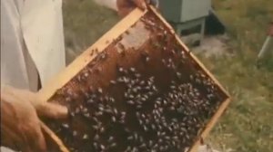 Вароатоз пчел.mp4