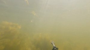 ПУЛЬС ЗАШКАЛИВАЕТ! ? ОХОТА на КАРАСЯ в ФИНСКОМ ЗАЛИВЕ