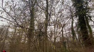 Пешая прогулка по городу Висбаден (нем. Wiesbaden)