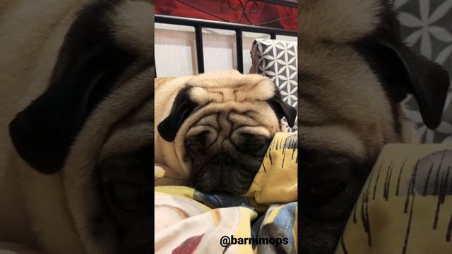 ASMR.Pug.Mops.Лежу на кровати.Храп мопса.Грустные глаза