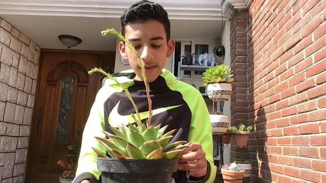 ESPECIAL 1000! ¡Viveros de Madreselva y Coyoacán por mi cumpleaños! MUCHAS compras - Mundo Suculent смотреть онлайн