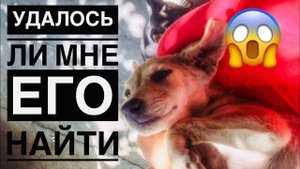 Щенок пропал куда и как