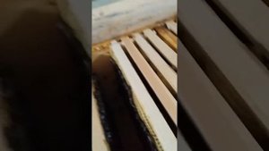 Безвощинное содержание среднерусских пчёл на иновационной рамке.