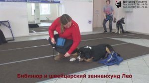 Занятие в группе (общий курс дрессировки): обучение собак команде Место. Тольятти, 23 декабря 2018.