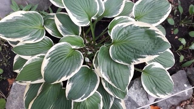 #хоста #hosta / Хоста гибридная Роберт Фрост( лат. hosta Robert Frost). Особенности роста,ухода. смотреть онлайн