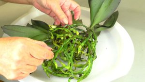 ДВЕ Орхидеи из одного горшка. Разделяем Лас Вегас на Два горшка после цветения. Расплетаем корни.