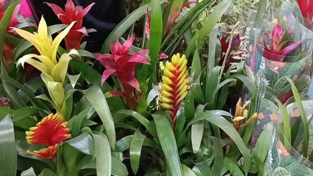 ⚘?Лента?⚘Комнатные Цветы?Есть Что Выбрать смотреть онлайн