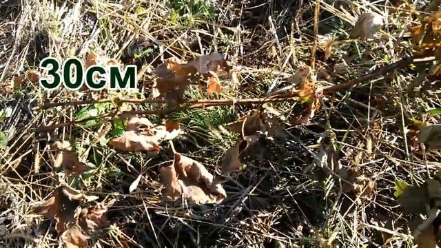 ПОДГОТОВКА ВИНОГРАДА К ЗИМЕ — виноградная лоза должна быть cозревшая смотреть онлайн