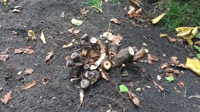 Обрезка смородины на обратный рост