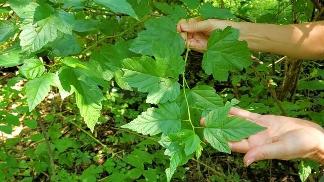 Physocarpus opulifolius - ninebark смотреть онлайн
