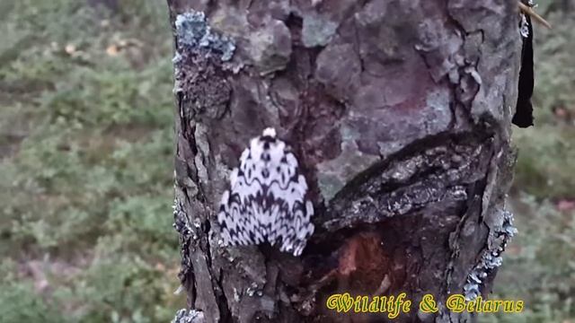 Волнянка-монашенка - Lymantria monacha - wildlife смотреть онлайн