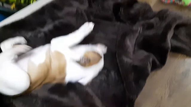 Американский бульдог Мах 1.5 месяца смотреть онлайн