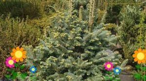 Пихта горная Компакта. Краткий обзор, описание характеристик abies lasiocarpa Compacta