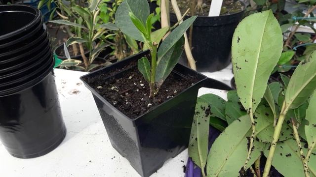 Лавровишня, вечнозеленый кустарник смотреть онлайн