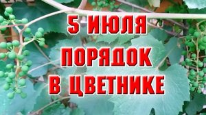 5 июля. Привела в порядок большой цветник с моей новой помощницей