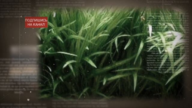 ЭХИНОДОРУС НЕЖНЫЙ СОДЕРЖАНИЕ И РАЗМНОЖЕНИЕ В АКВАРИУМЕ смотреть онлайн