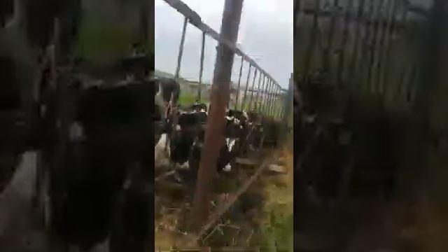 Продажа Крупно рогатого скота оптом живым весом. Телки, Нетели, Коровы, Бычки. Продажа КРС в России
