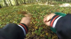 Осенний сбор опят.. Грибной  сезон 2021 сентябрь.