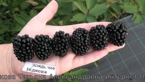 АУЧИТА и ВОЖДЬ ЧИВ ДЖОЗЕФ сорта ежевики рабочие лошадки