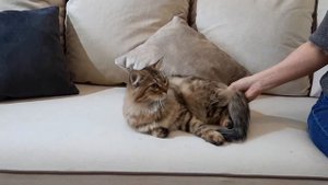 Купить сибирскую кошку в питомнике в Москве. Питомник Звезда Маскарада.