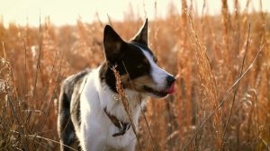 Mini Collie - Bán Chó Border Collie & Mini collie Thuần Chủng