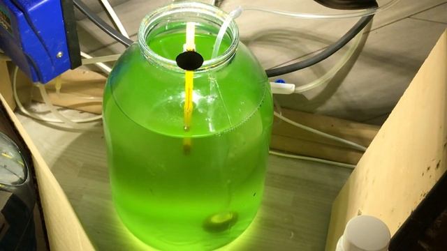 Содержание тетраселмиса (что нужно знать) смотреть онлайн