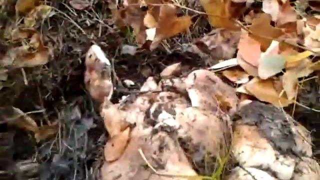 Тополиная рядовка в Октябре!