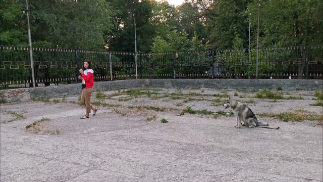 Учимся ходить "рядом" без поводка с посадкой во время движения. смотреть онлайн