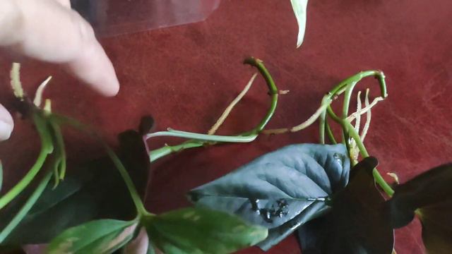 Пасочки напекла, ещё и цветочки посадила. смотреть онлайн