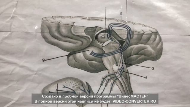 ОРГАН ВКУСА, его  проводящий путь. ИННЕРВАЦИЯ ЯЗЫКА