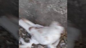 Асака кабутарлари