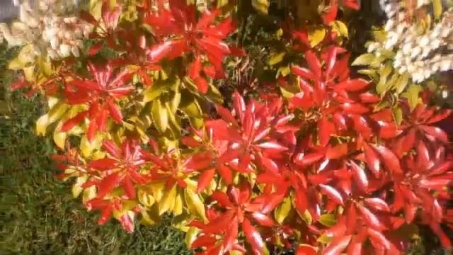 How To Grow Pieris Japonica Mountain Fire : Lily of the Valley Shrub смотреть онлайн