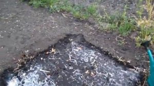 Летний посев чернушки