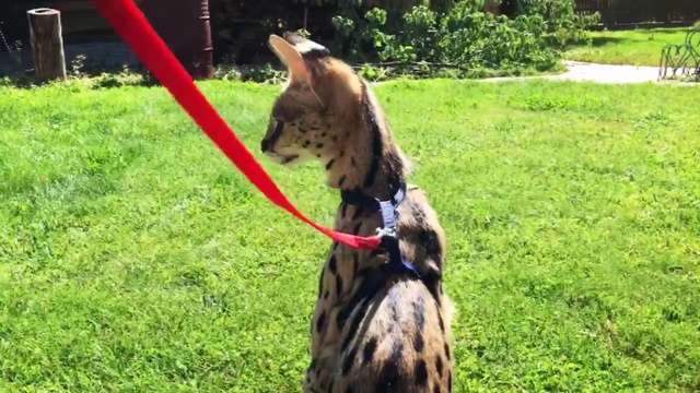 Девочка Сервал Питомник SoulCats  смотреть онлайн