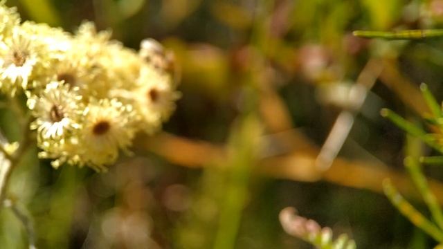 В поисках пауков часть 1 смотреть онлайн