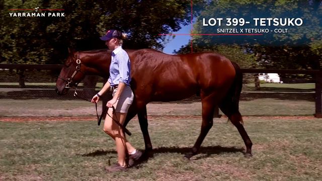 Yarraman Park - Lot 399 - Snitzel x Tetsuko - Colt смотреть онлайн