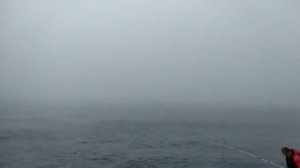 рыбалка Челюскин, Галец Арктический