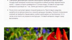 Китайские гладиолусы, посадка и уход