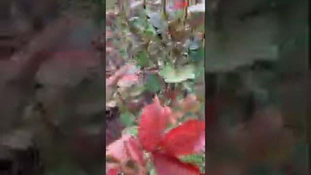 Отзыв #ERSAĞ / Дача - Уход за растениями смотреть онлайн