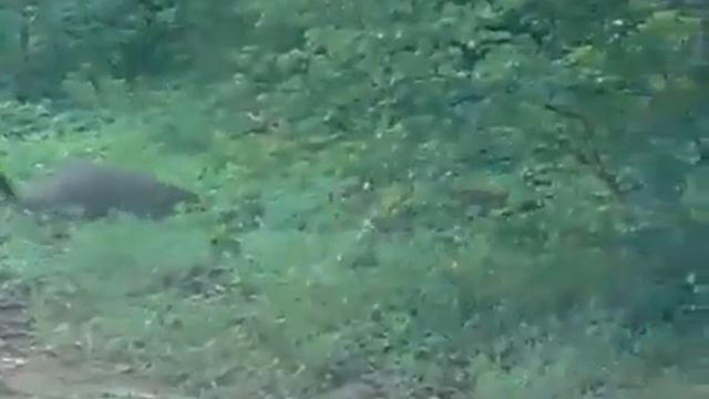 Ржавая кошка и монгуст