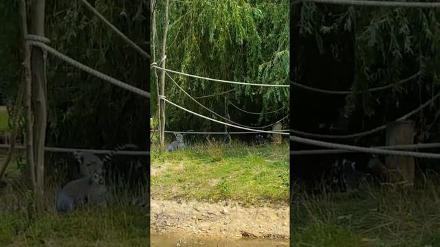 Litte Lemur with family Island