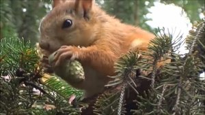 Белочка . Шишки грибочки