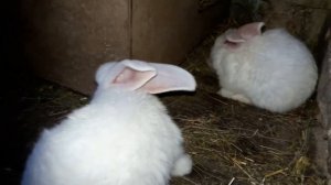 Начало разведения гибридные кролики. Белый Панон бройлерного типа